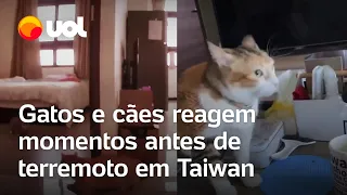 Taiwan: Gatos e cães reagem ao terremoto momentos antes do tremor começar; veja vídeos