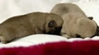 Bathtime for Baby Pugs | Too Cute