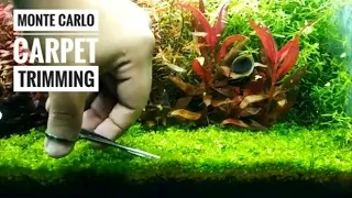 MONTE CARLO AQUARIUM PLANT || TRIMMING OF MONTE CARLO CARPET || HOW TO TRIM MONTE CARLO CARPET