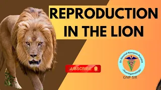 Lions: Love, Pride, and Reproduction | GNP Sir