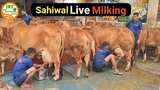 👍Live Milking Of Elite #Sahiwal Cows in #Jalandhar, Punjab.👍Owner Mandeep (9417823301)👍