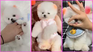 Funny and Cute Pomeranian Videos, Videos de TikTok Part 74