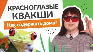 Красноглазые квакши: как содержать дома.