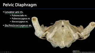 Pelvic Diaphragm and Perineum M1 Perineum SDV