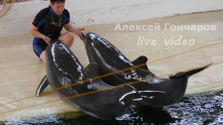 Шоу дельфинов и морских котиков в Карадагском дельфинарии ➨ Show dolphins and sea lions