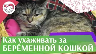 5 правил ухода за беременной кошкой на ilikepet