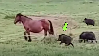 110 Times Animals Messed With Wrong Opponents !