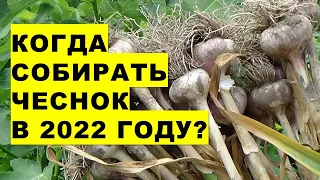 Когда убирать урожай чеснока в 2022 году? Как определить созревание чеснока?