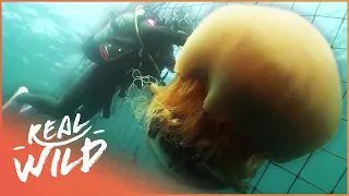 The Monster Jellyfish Invading The Japanese Oceans | Monster Jellyfish | Real Wild