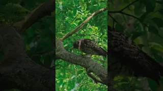 Jungle Crow vs Eagle Owl
