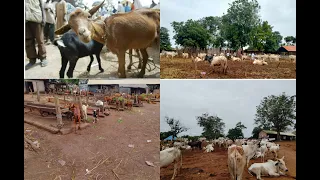 where to buy Xmas cow/goat in Abakaliki at affordable price #madamsabicook