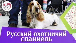 Русский охотничий спаниель на ilikepet. Особенности породы, уход