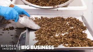 How North America's Largest Cricket Farm Harvests 50 Million A Week | Big Business