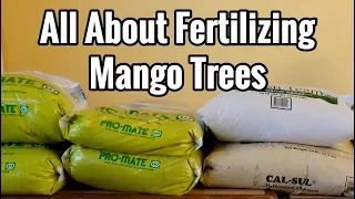 All About Fertilizing Mango Trees