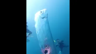 Divers encounter monster  doomsday  fish video