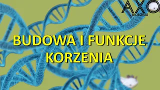 20.  Budowa i funkcje korzenia