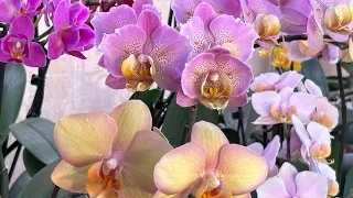 Что Вы с ними делаете ,что они так цветут? ( ответы на вопросы зрителей ) Обзор Орхидей