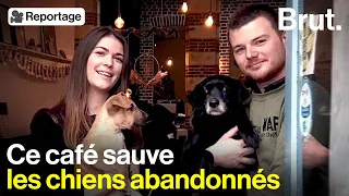 À Lille, ce café offre une autre vie aux chiens errants et abandonnés