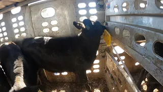 Unloading Baby Cows