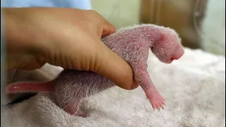 Bébés Pandas nés au Zoo Parc en France