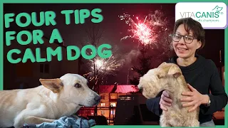 HOW TO KEEP YOUR DOG CALM ON FIREWORKS NIGHT 2020 - FOUR TIPS