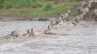 The Great Migration Of Wildebeests And Zebras Crossing Masai Mara River, Kenya