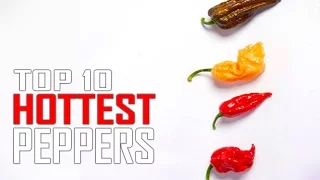 Top 10 World's Hottest Peppers in the WORLD!  Is Ghost Pepper #1?