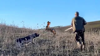 Chasse Perdrix et lievre au maroc | Partridge Hunting 2023-2024 - صيد الحجل البري بالمغرب 2