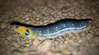 Hawk Moth Caterpillar | Oleander Hawk Moth