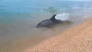 АНАПА ВИТЯЗЕВО Охота дельфина НА РЫБОК ОЧЕНЬ КРУТА