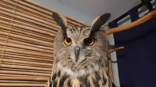 Yoll the eagle-owl didn't miss me