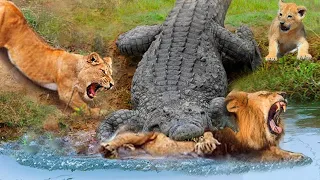 Crazy! Mad Crocodile Fierce Attack & Kill Lion For Awake It From Nice Dream | Pride Rescue But Fail