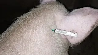 comment injecter un porc