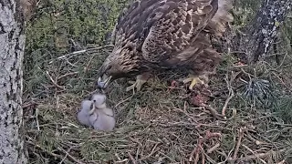 Kaljukotkas 2 | Golden Eagle Mom feeding two cute eaglets | May 11, 2024