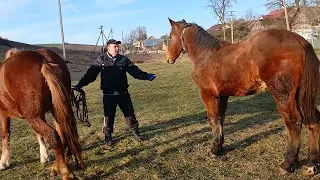 Жеребчик 💪По Хілтону Першерону💫 Жеребцю 💥на продажу жеребець моща 💪💪коні ваговози. Тернопільщини 🇺🇦