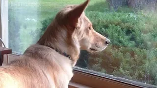Perro mira por la ventana a diario, cuando la dueña finalmente descubre porqué, su corazón se rompe.