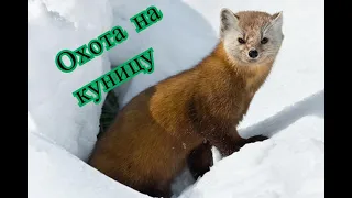 Охота на куницу с лайкой, куница добыта!!!