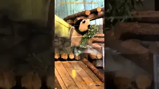 😂🐼 Неудача не может остановить упорство малышки Катюши Panda