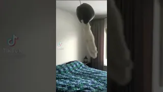 Crazy cat swings on chandelier TikTok by pets9527