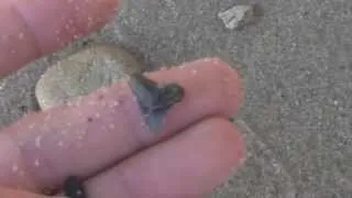 Fossil Shark Tooth Hunting Calvert Cliffs Maryland