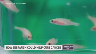 These tiny fish could be the cure to cancer
