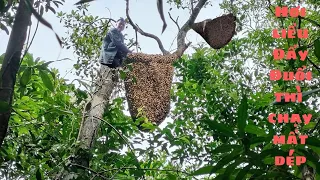 Đánh lại những tổ ong khủng ở vùng mới - ONG RỪNG QUẢNG ĐỨC