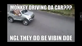 Orangutan driving car