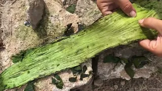 How to Make Agave Rope! with Detailed Steps