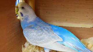 Budgie Laying An Egg