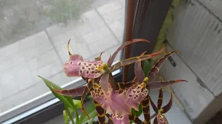 орхидея брасия