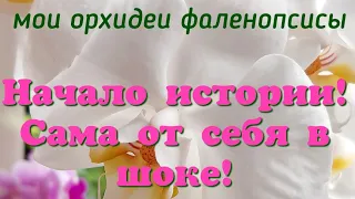 Сама от себя в ШОКЕ! Моё новое увлечение орхидеями! Начало истории! Орхидеи фаленопсисы у меня дома