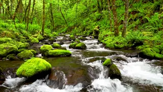 4k UHD Creek flowing in lush forest, White Noise, Gentle Stream, Nature Sounds, Sleep, Study, Relax.