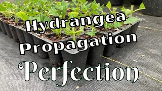 Easy Limelight Hydrangea Propagation  Paniculata  Propagate Hydrangeas