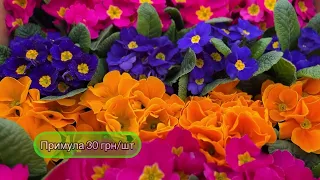 Огляд цін на квіти🌸🌼🌺 28.02.24